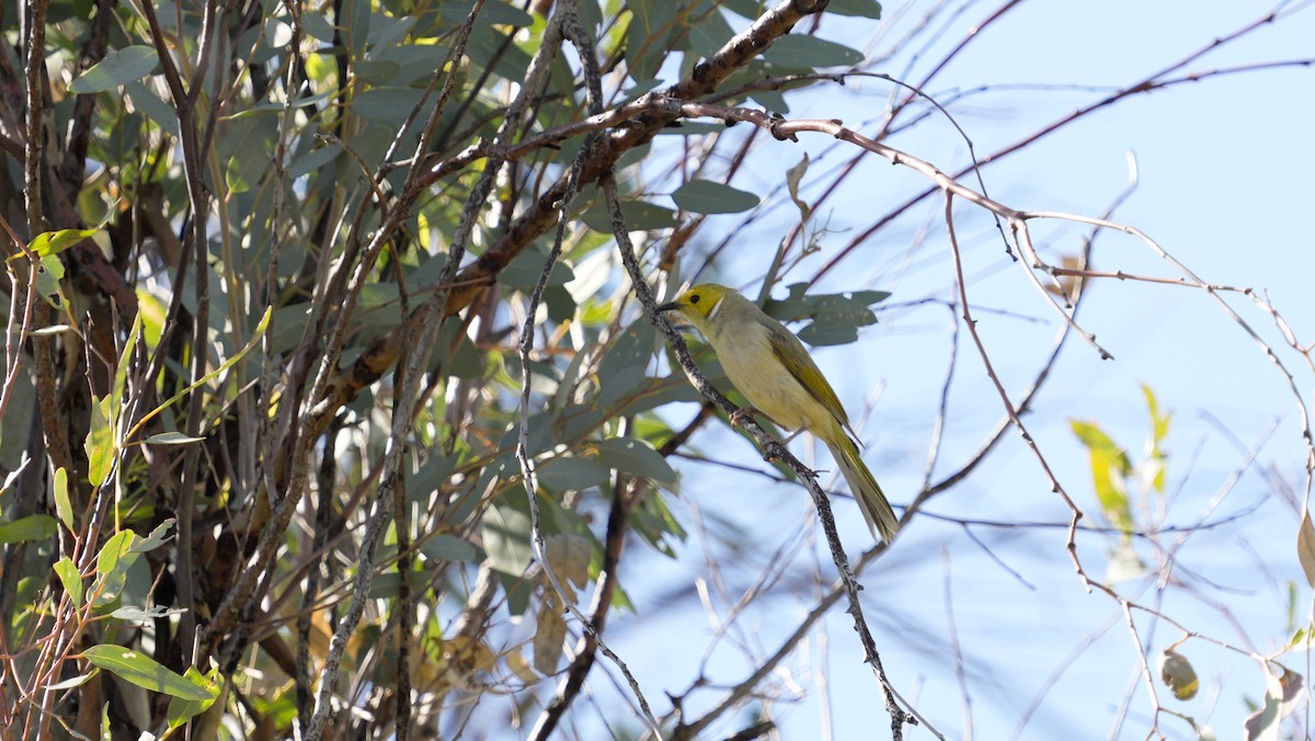 White-plumed Honeyeater - ML646647990