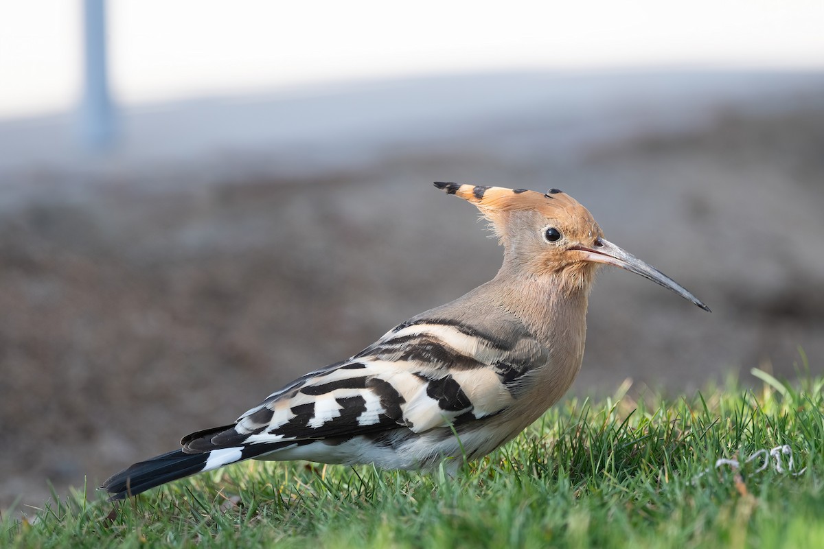 戴勝 - ML646647991