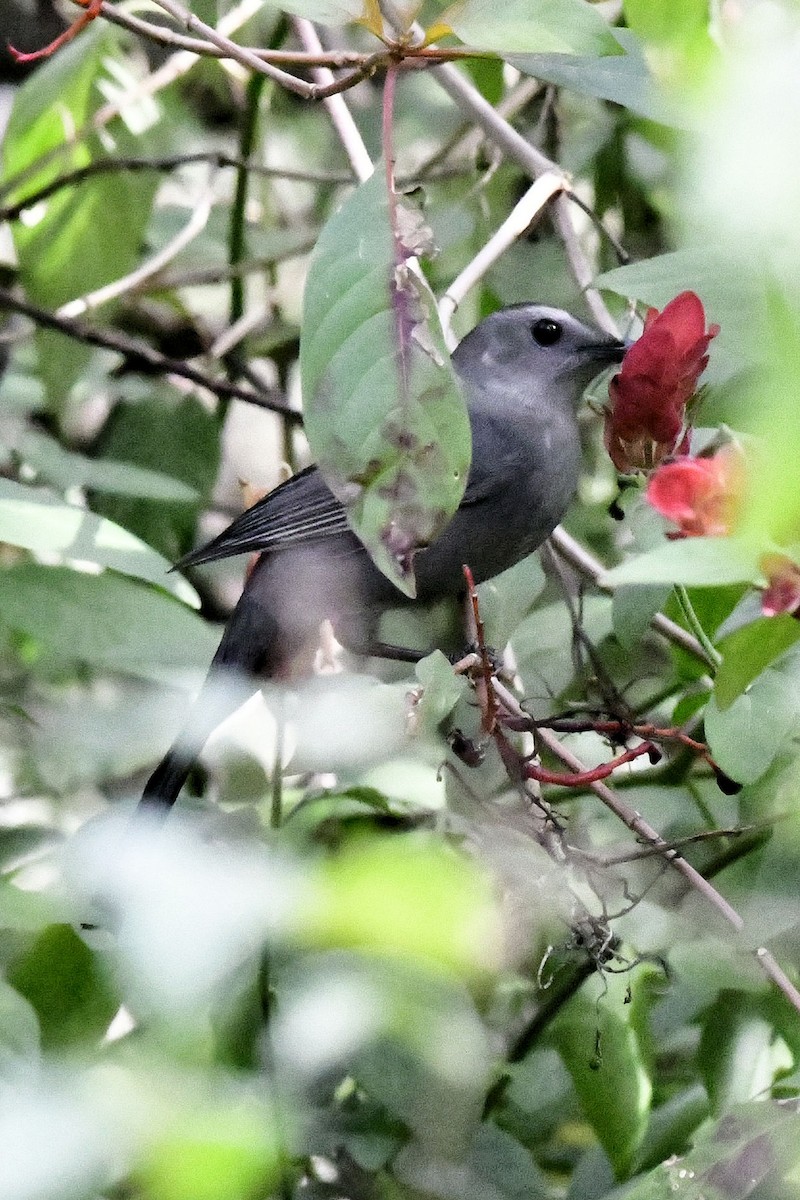 Gray Catbird - ML646647993