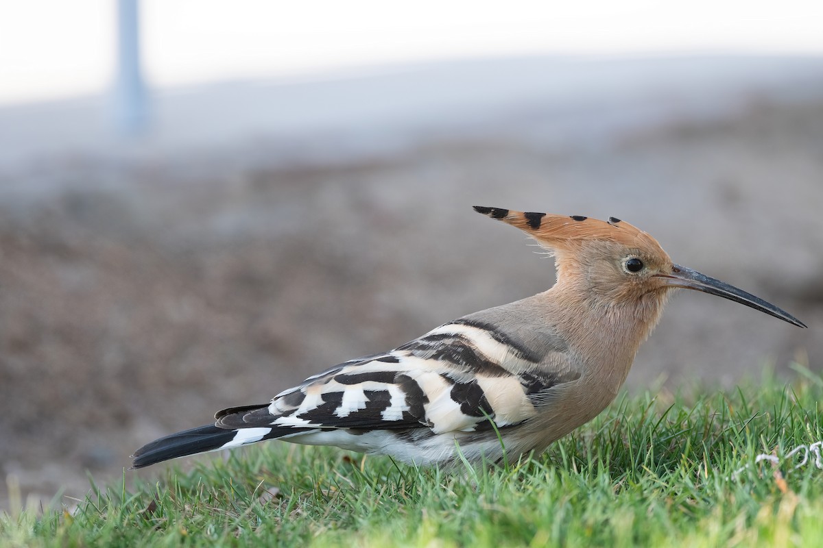 戴勝 - ML646647994