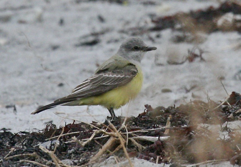 Western Kingbird - ML646647995