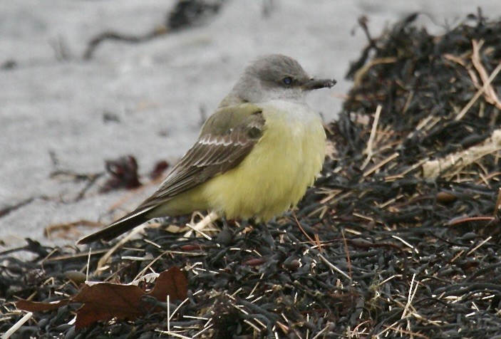 Western Kingbird - ML646647996