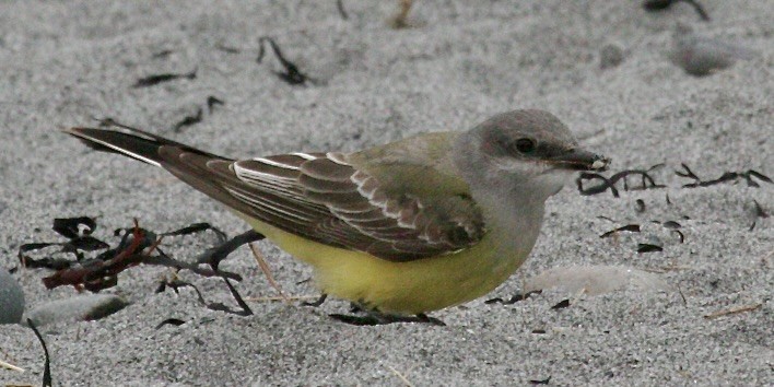 Western Kingbird - ML646647997