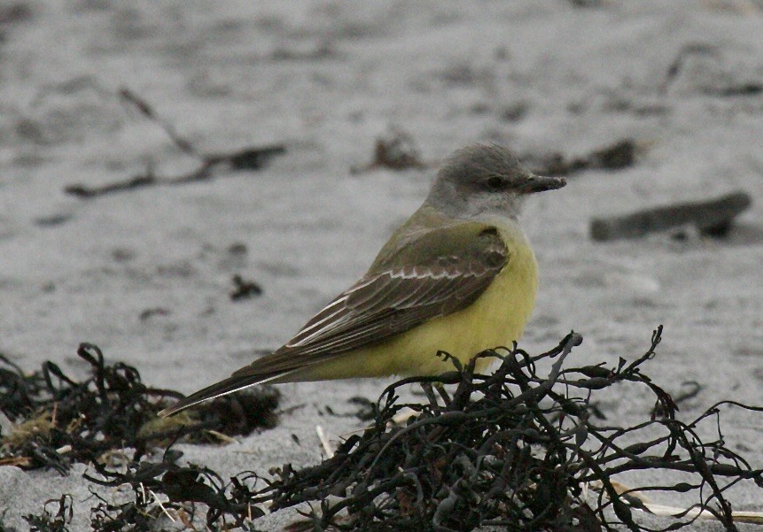 Western Kingbird - ML646647998