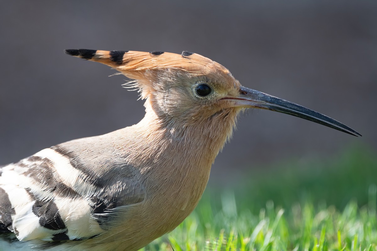 戴勝 - ML646647999