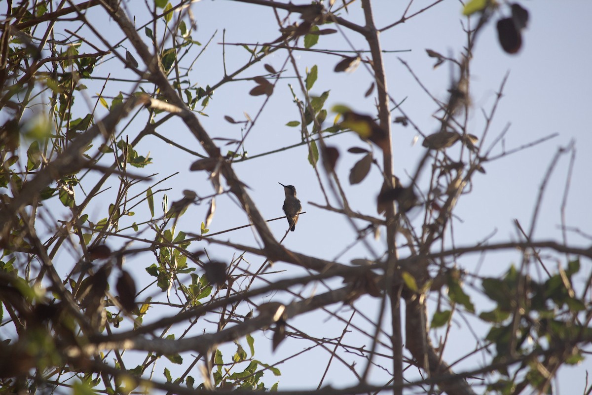 キューバヒメエメラルドハチドリ - ML646648000