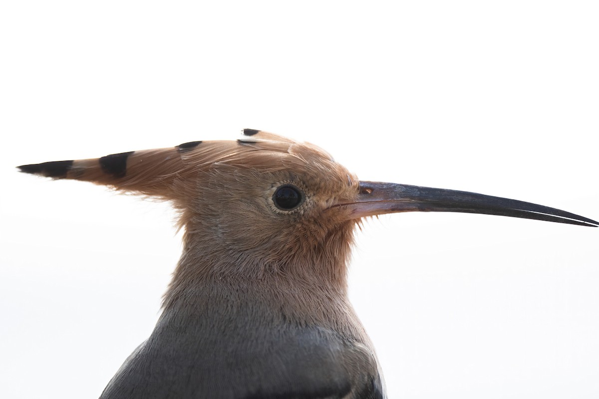 戴勝 - ML646648002