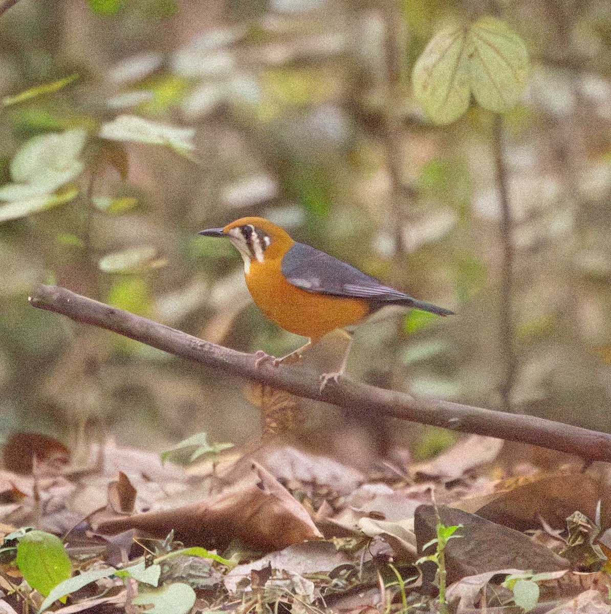Orange-headed Thrush - ML646648010