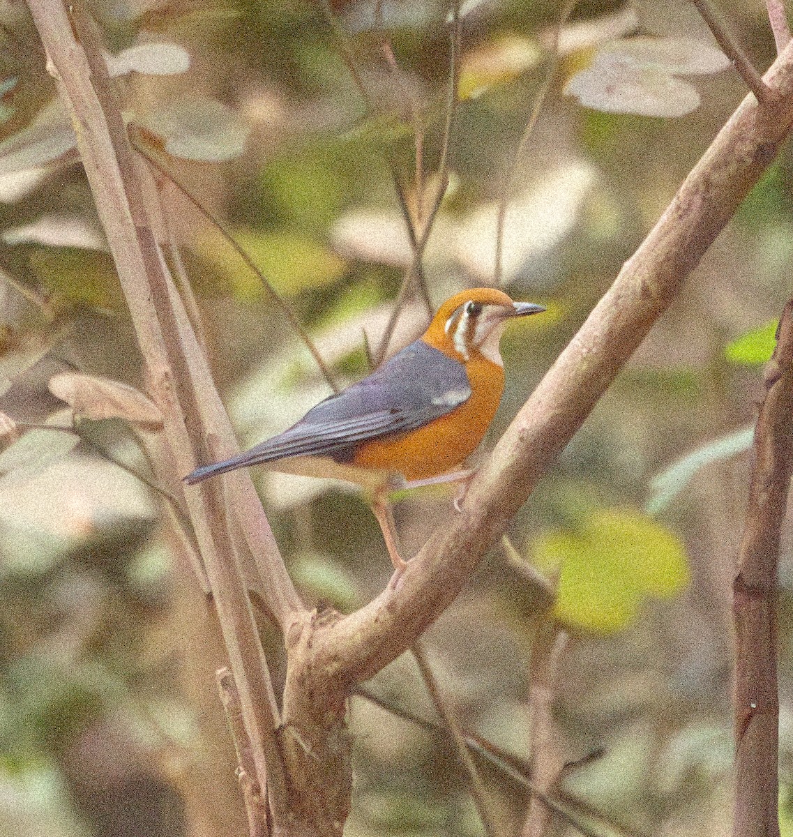 Orange-headed Thrush - ML646648011