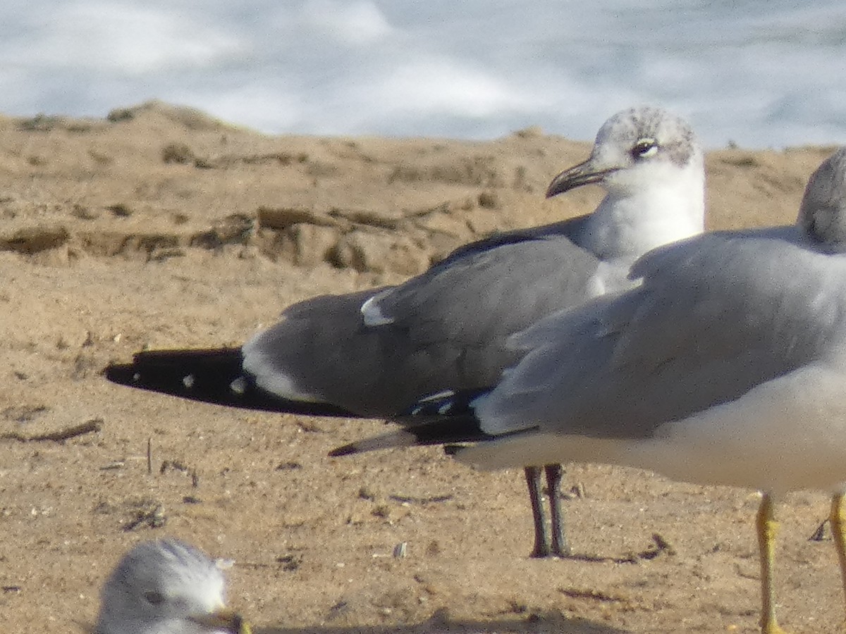 笑鷗 - ML646648012