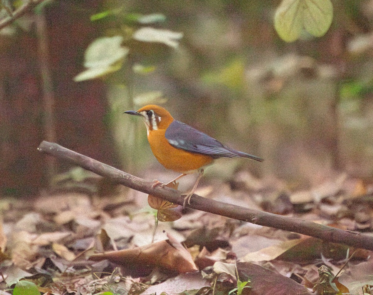 Orange-headed Thrush - ML646648015