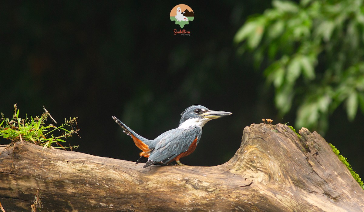 Ringed Kingfisher - ML646648016