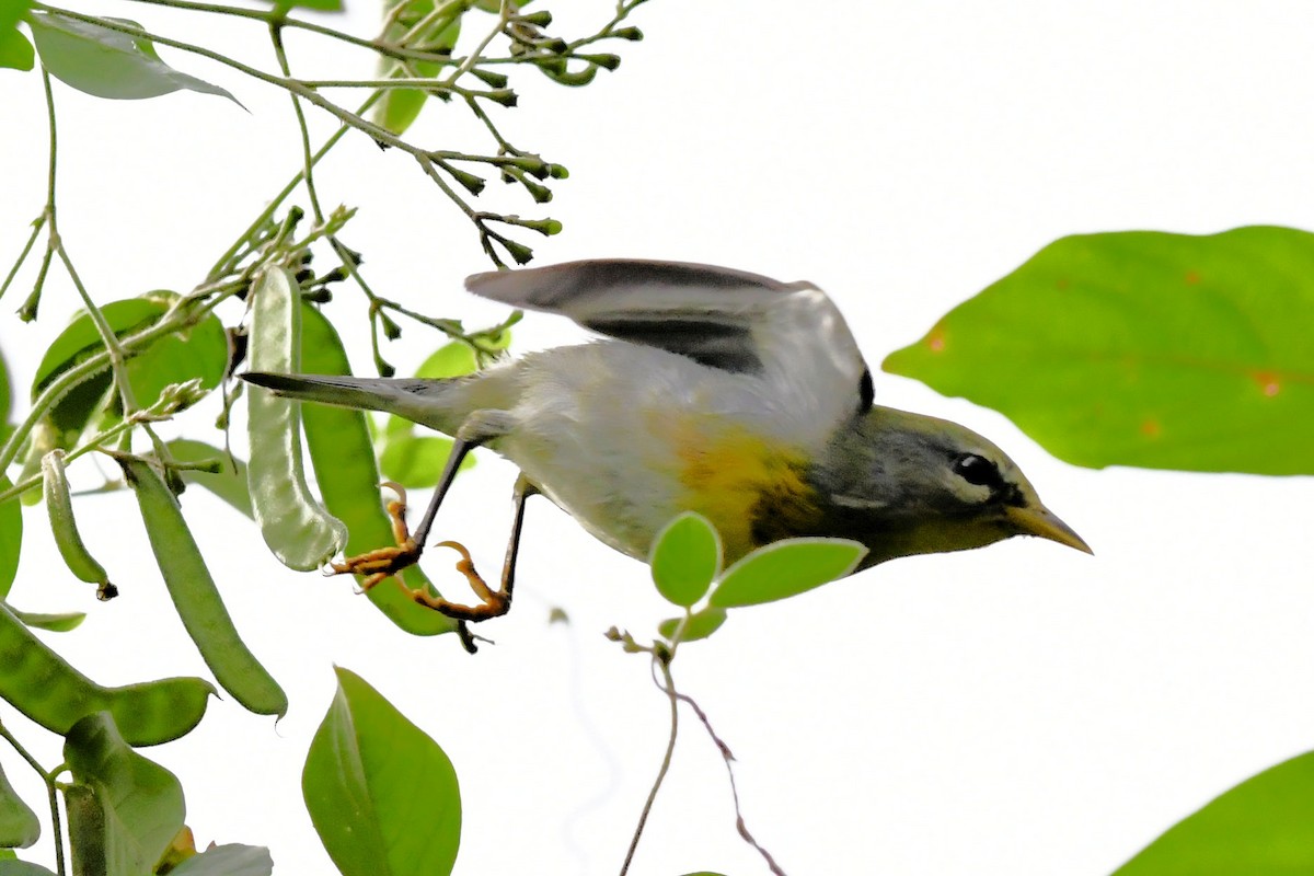 Очковая древесница - ML646648018