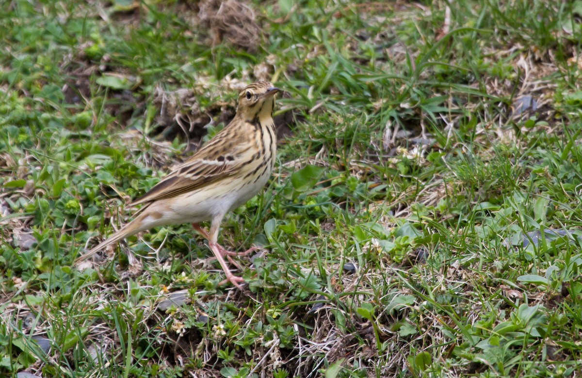 Bisbita Arbóreo - ML646648020