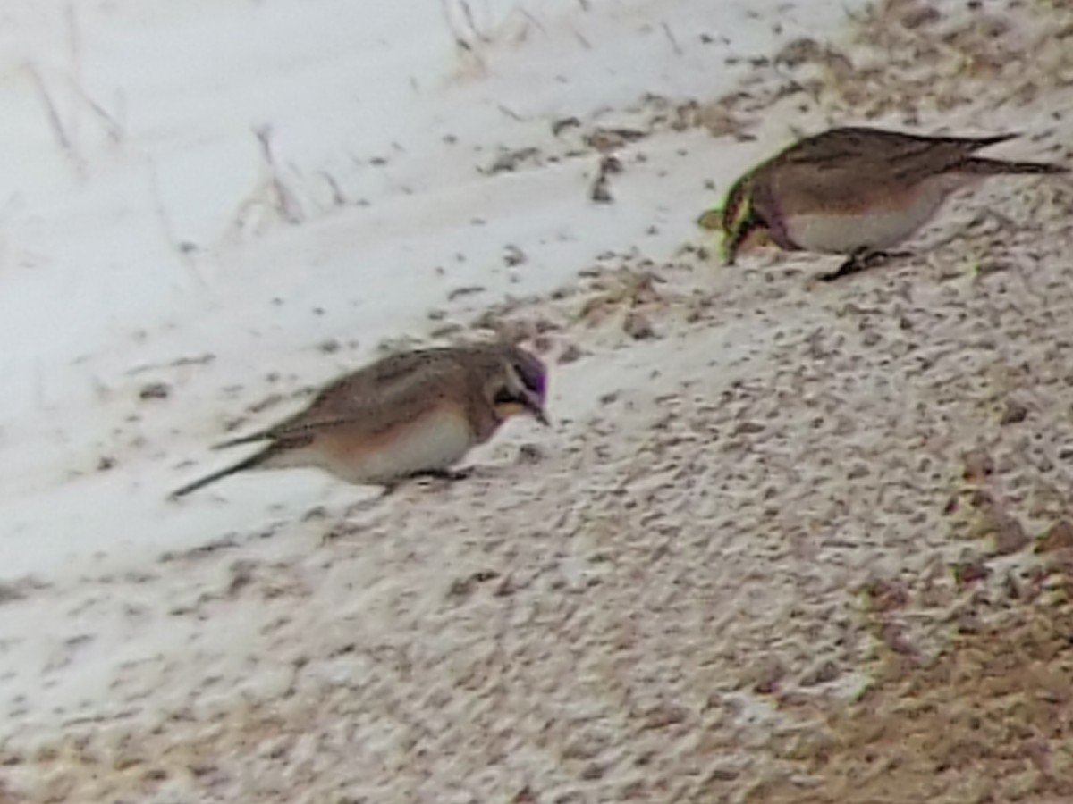 Horned Lark - ML646648022