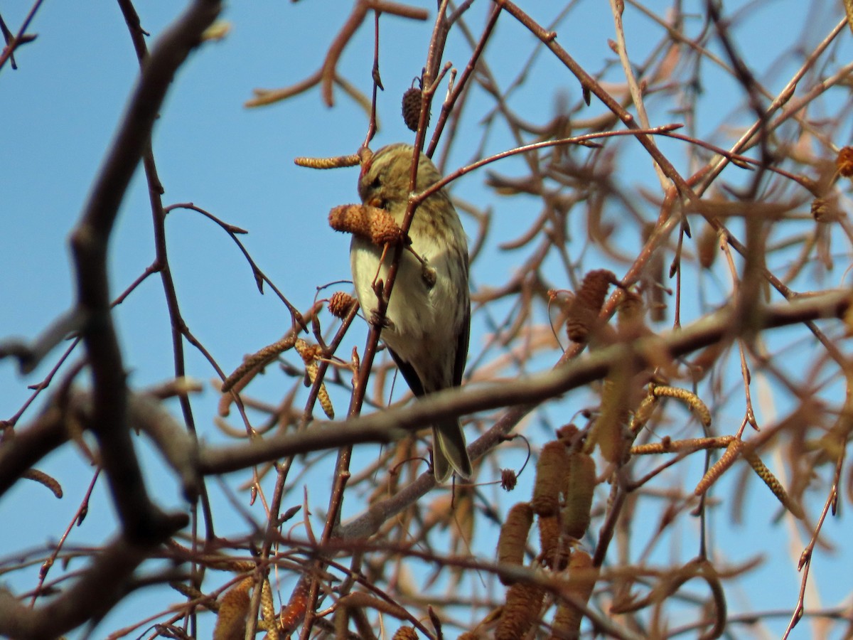 Redpoll (Lesser) - ML646648026
