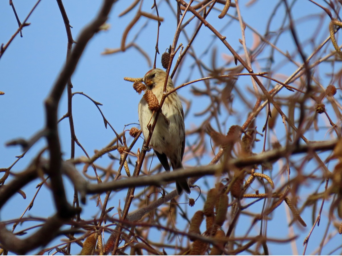 Redpoll (Lesser) - ML646648027