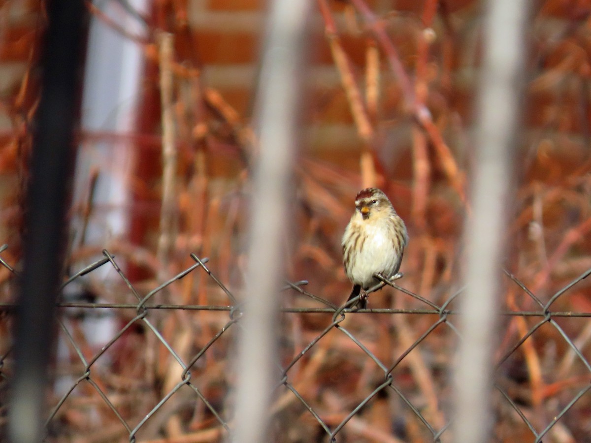 Redpoll (Lesser) - ML646648028