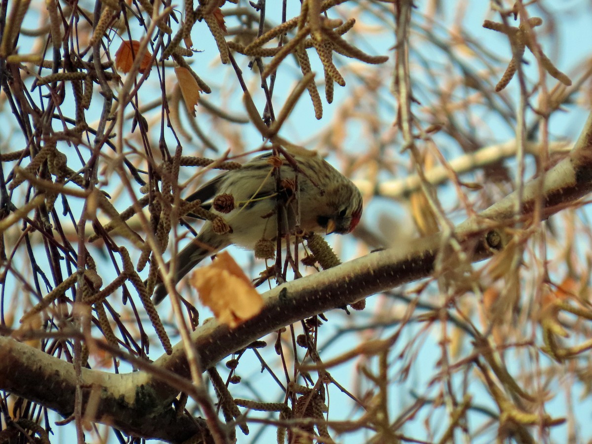 Redpoll (Lesser) - ML646648029