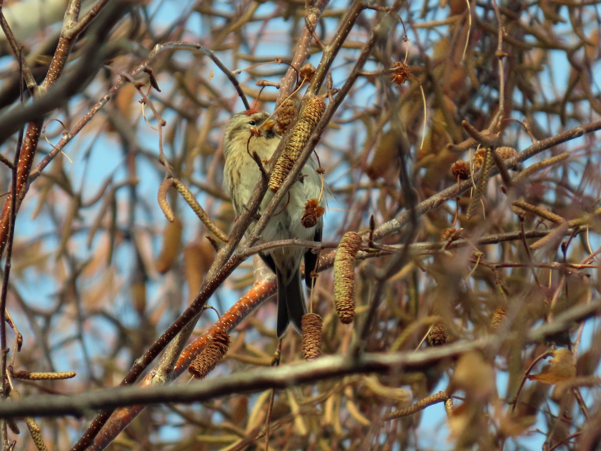 Redpoll (Lesser) - ML646648030