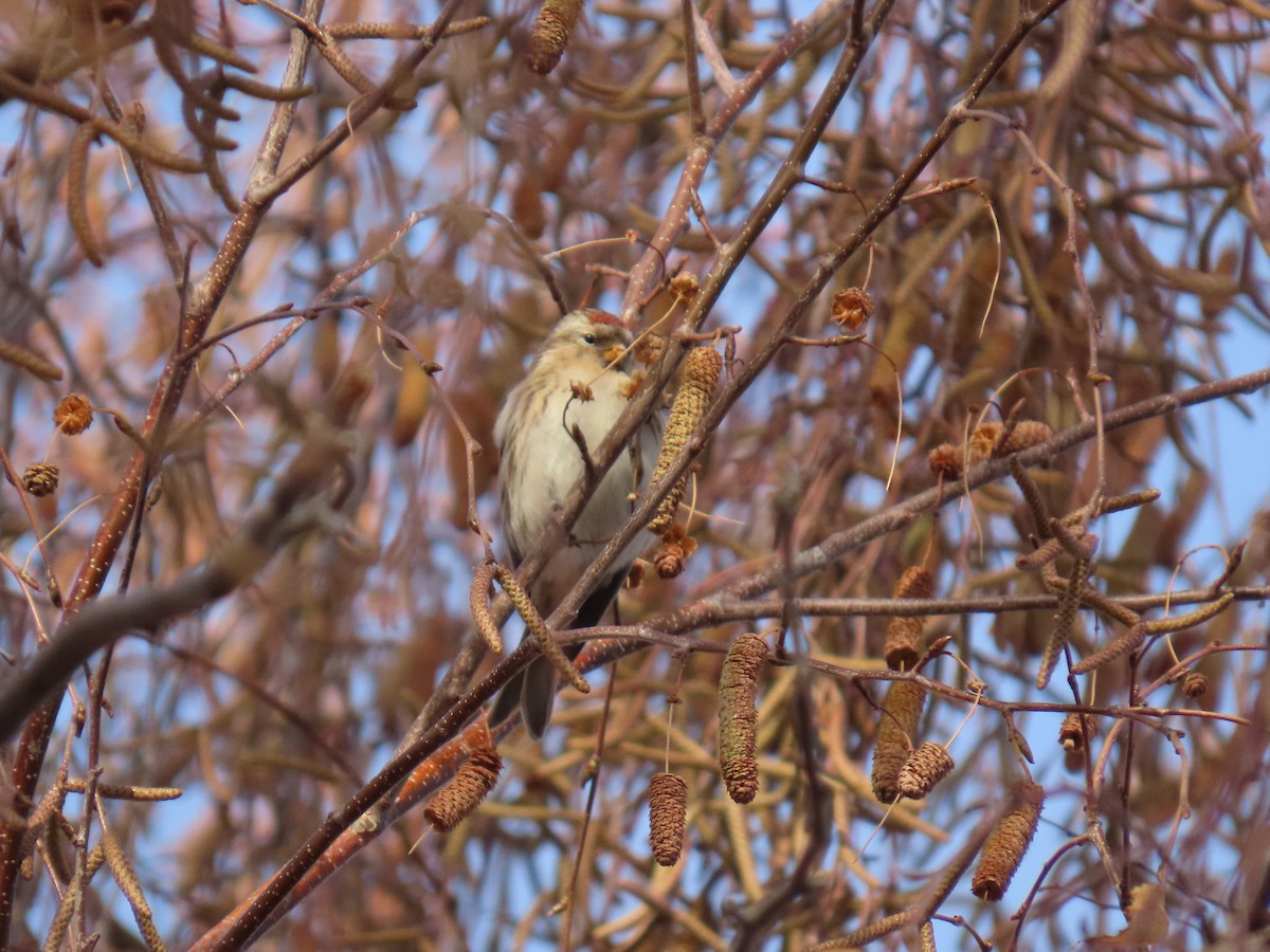 Redpoll (Lesser) - ML646648033