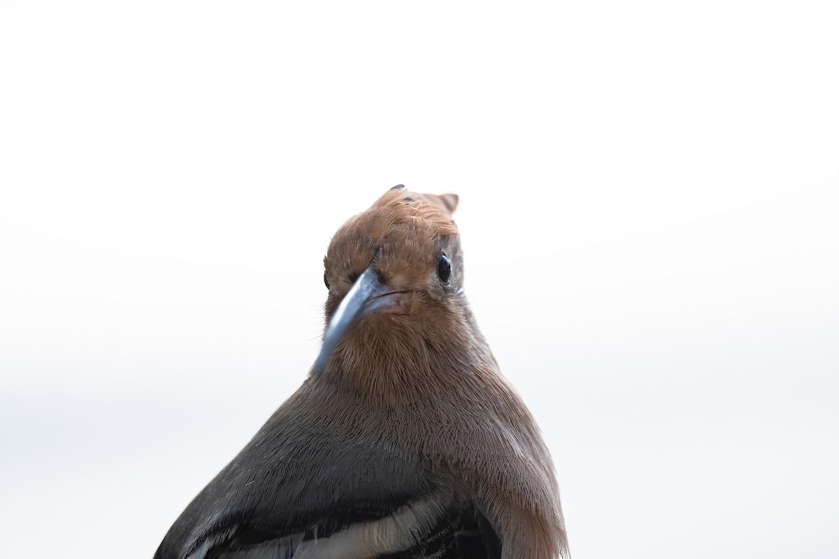 戴勝 - ML646648034