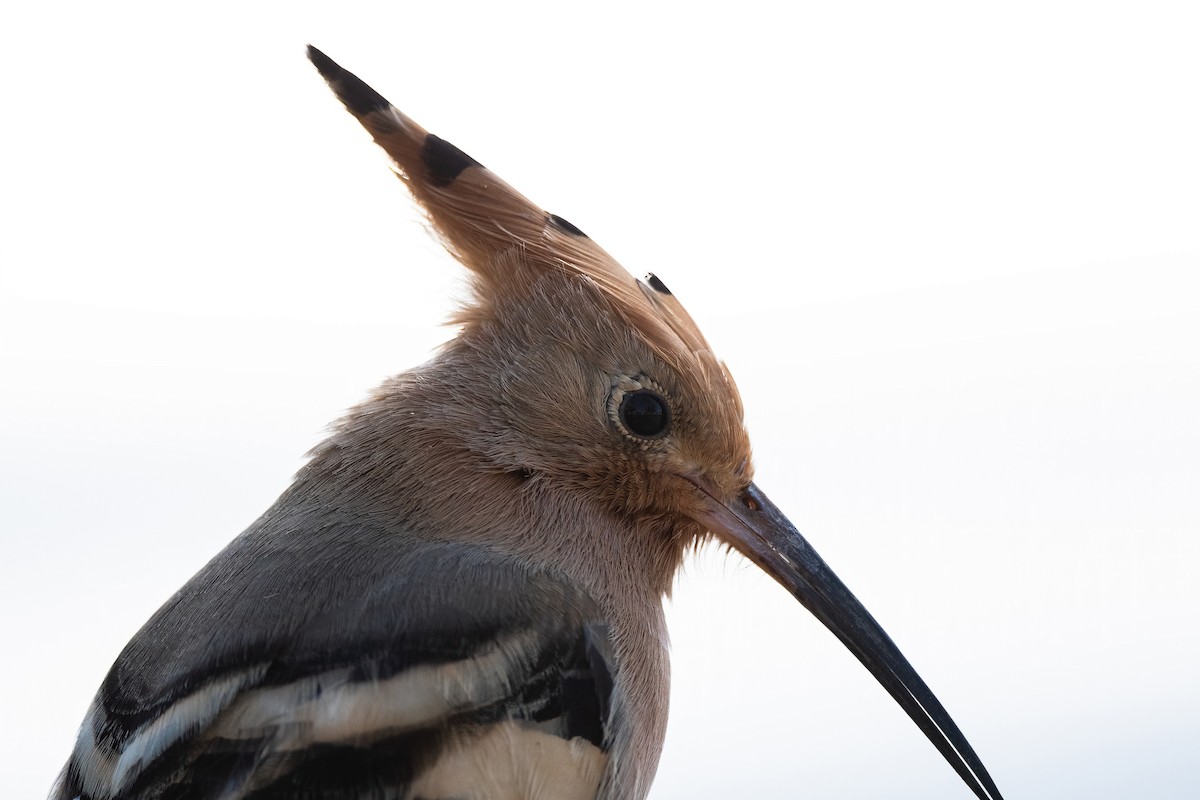 戴勝 - ML646648038