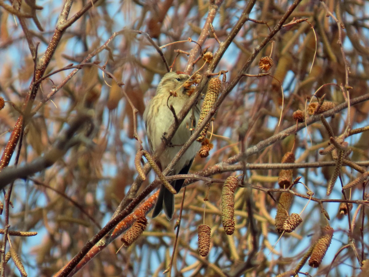 Redpoll (Lesser) - ML646648039