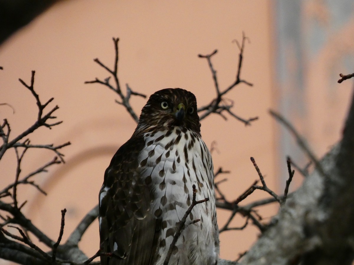 Cooper's Hawk - ML646648040