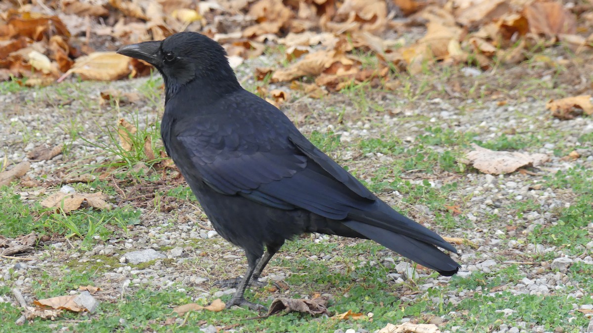 Carrion Crow - ML646648043