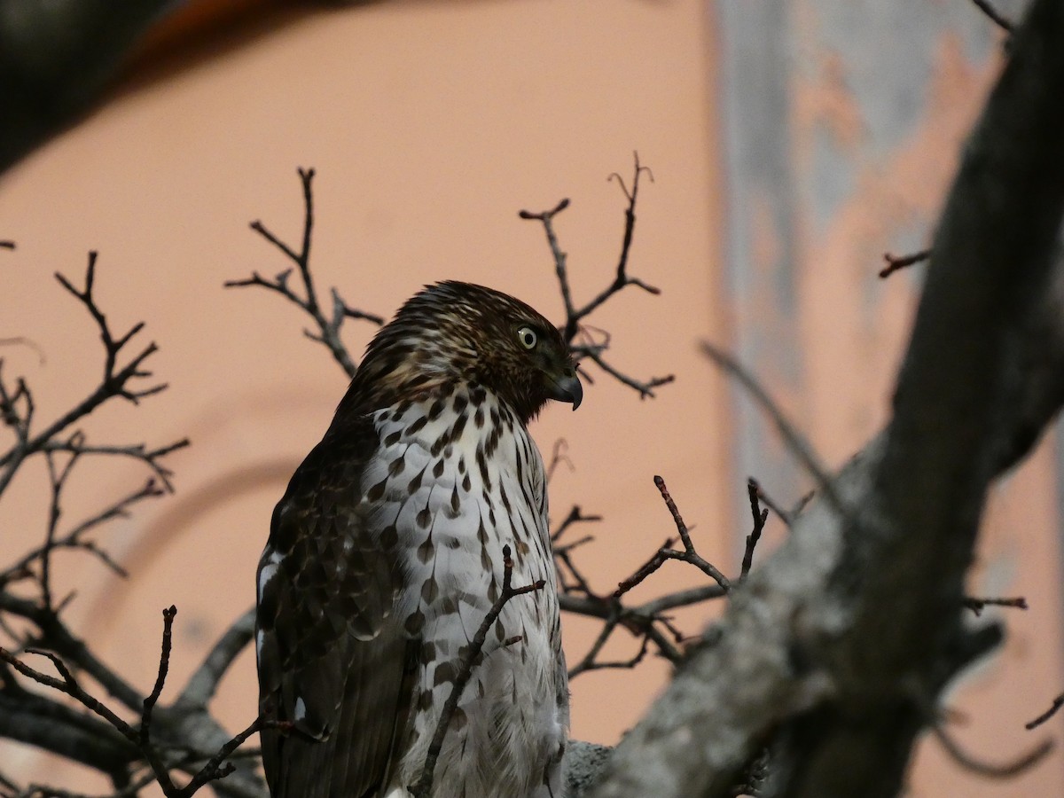 Cooper's Hawk - ML646648046