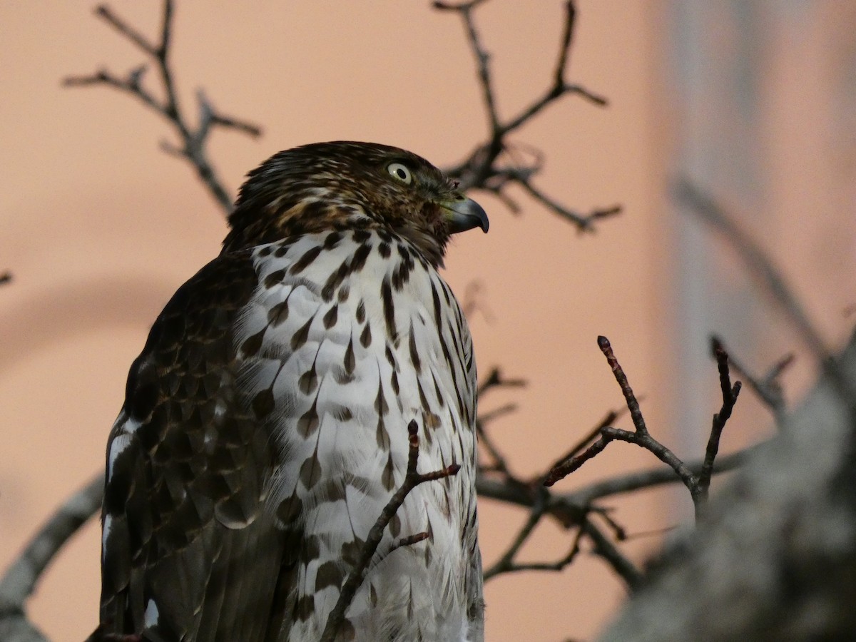 Cooper's Hawk - ML646648048