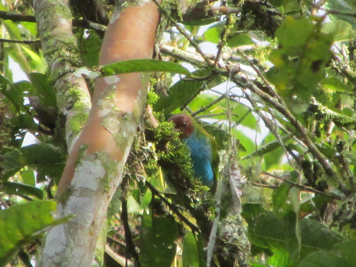 Bay-headed Tanager (Bay-and-blue) - ML646648049