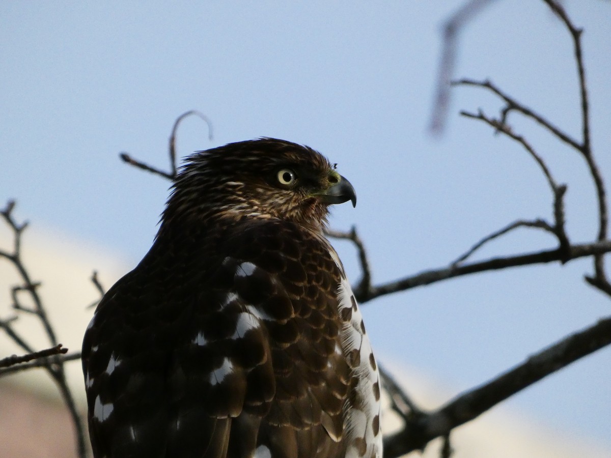 Cooper's Hawk - ML646648051