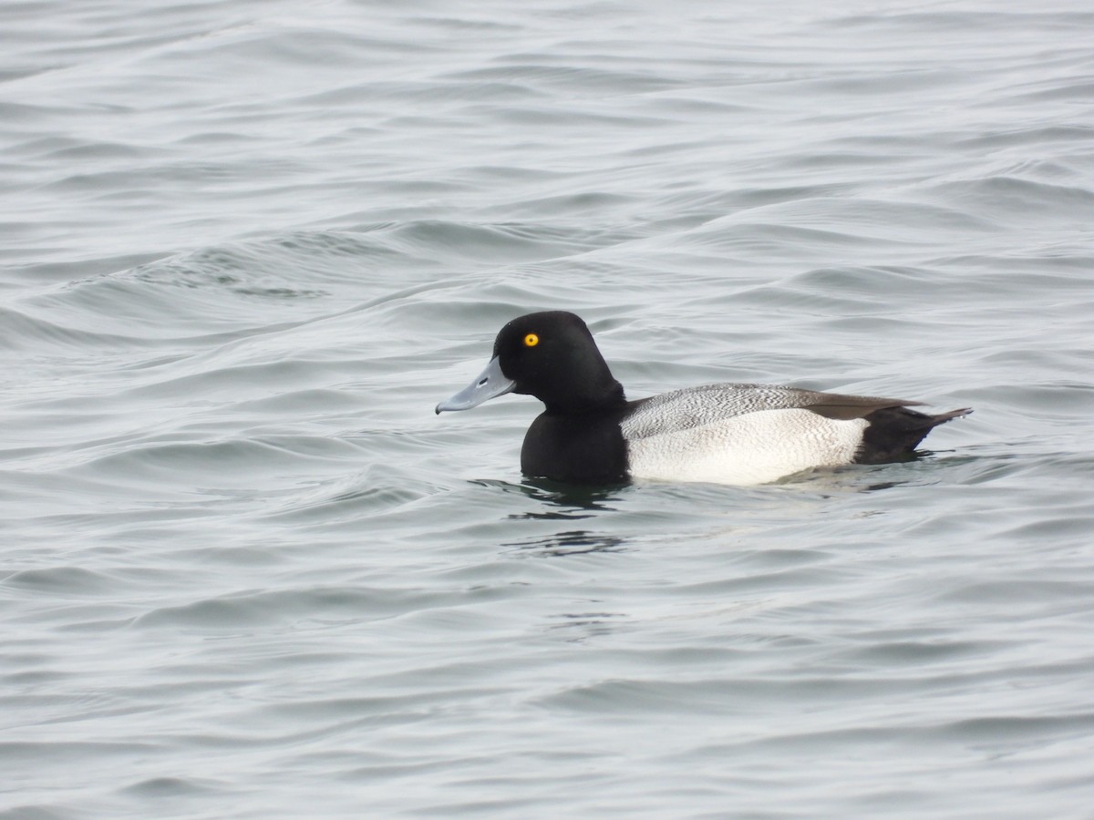 Lesser Scaup - ML646648053