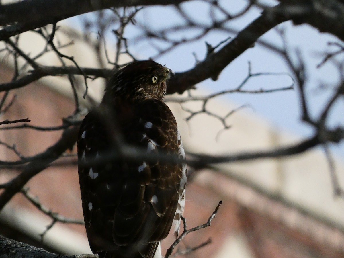 Cooper's Hawk - ML646648054