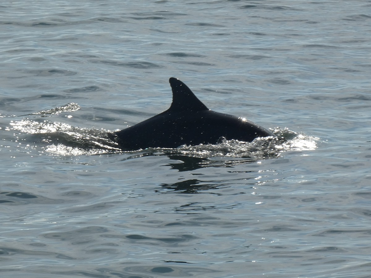 Tamanend's Bottlenose Dolphin - ML646648056