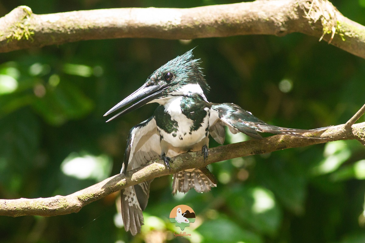 Amazon Kingfisher - ML646648060