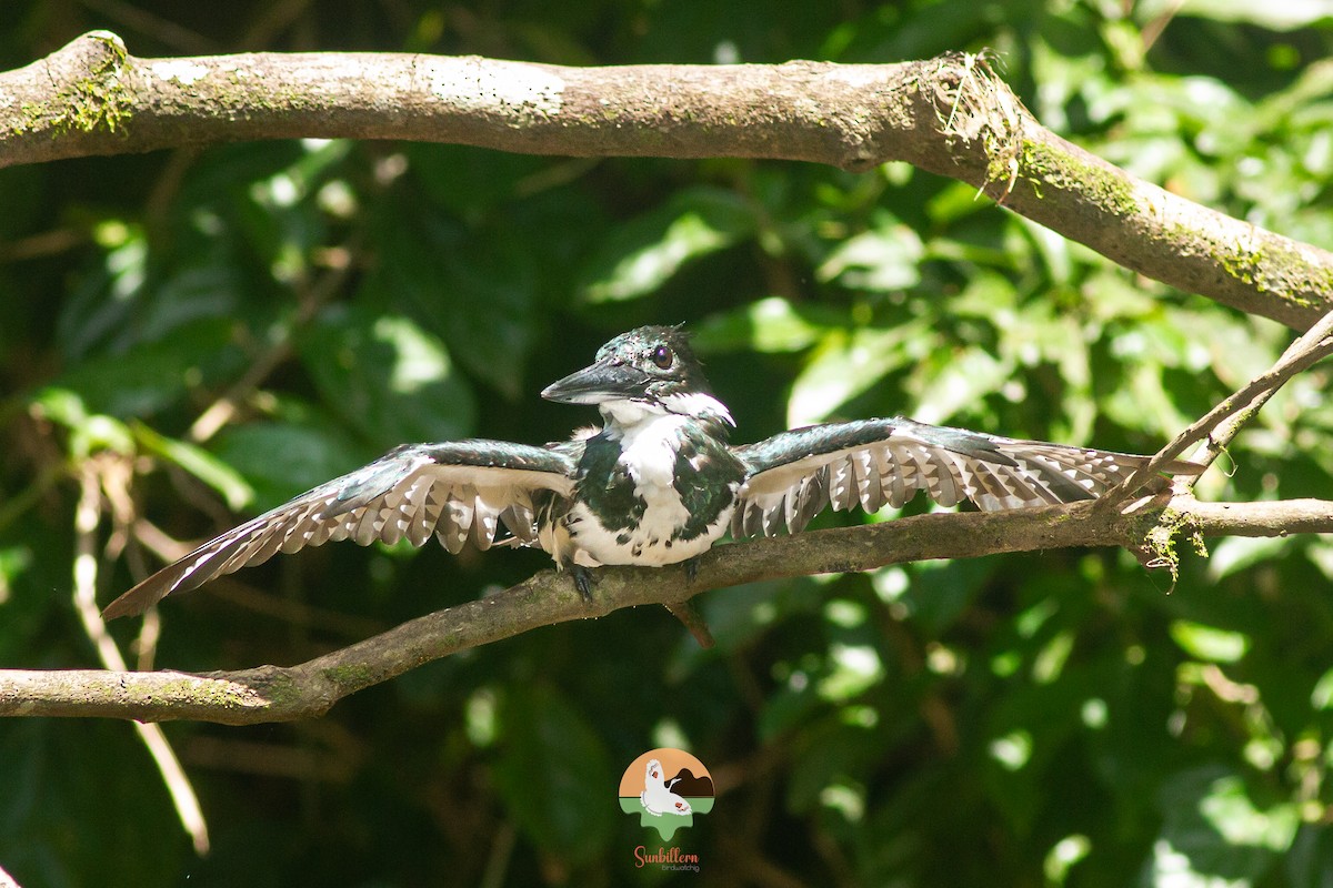 Amazon Kingfisher - ML646648061