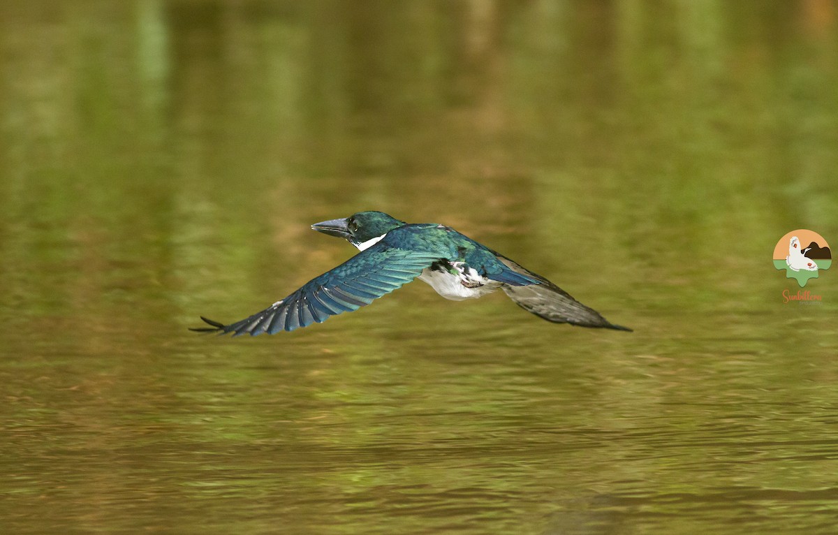 Amazon Kingfisher - ML646648062