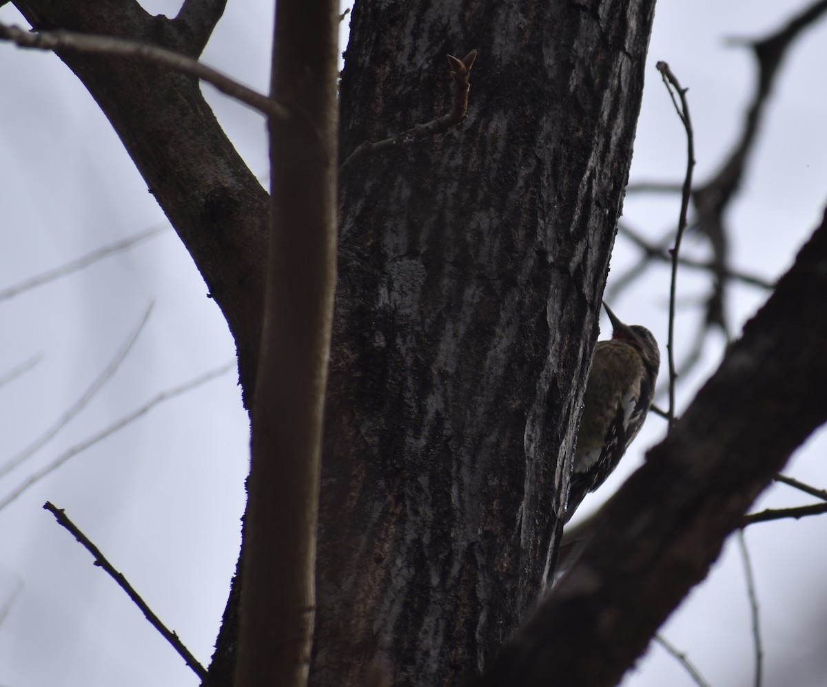 Yellow-bellied Sapsucker - ML646648063