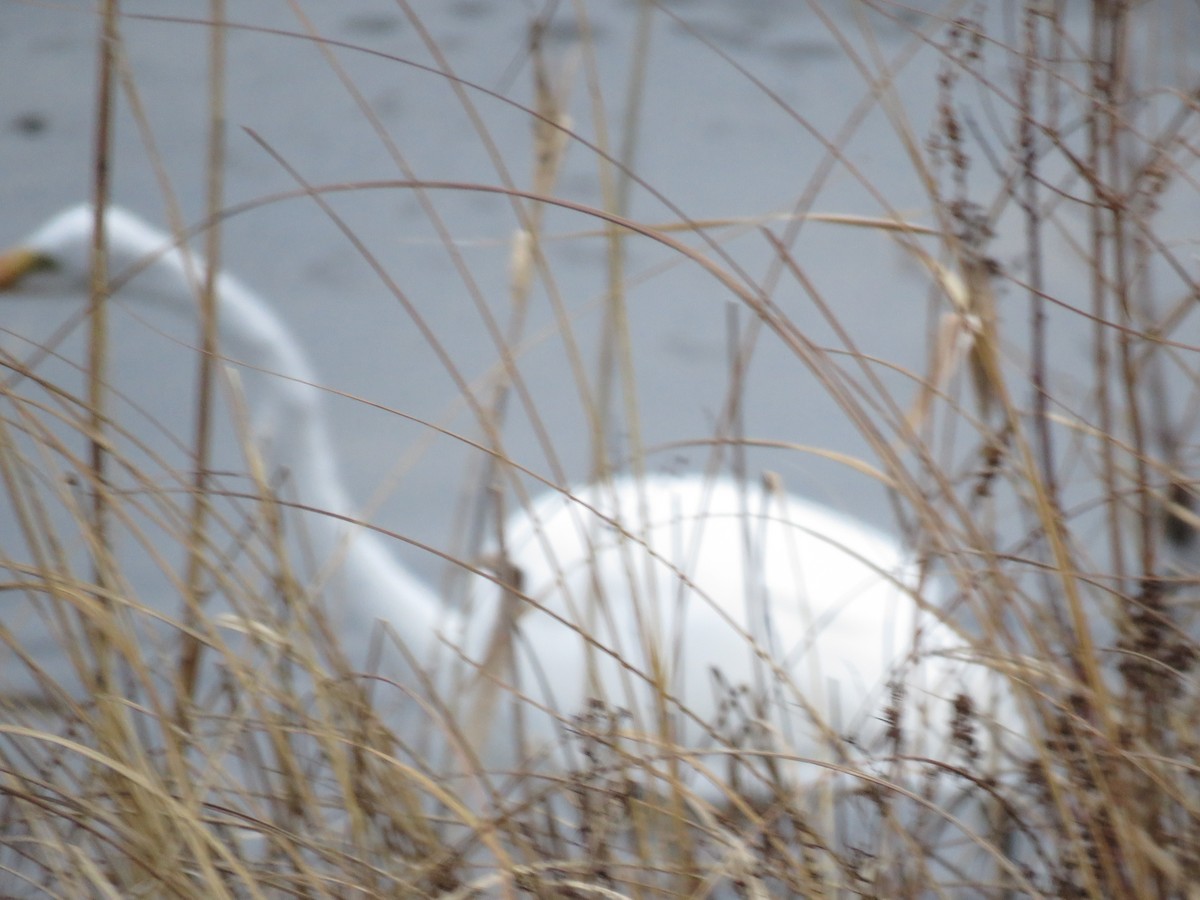 Airone bianco maggiore - ML646648064