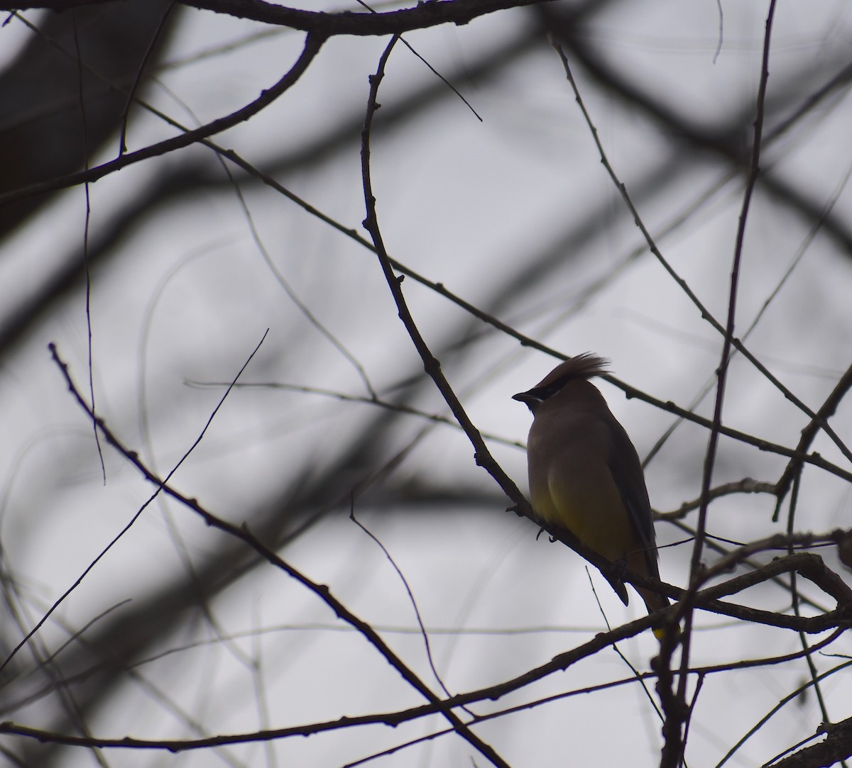 Buztanori amerikarra - ML646648069