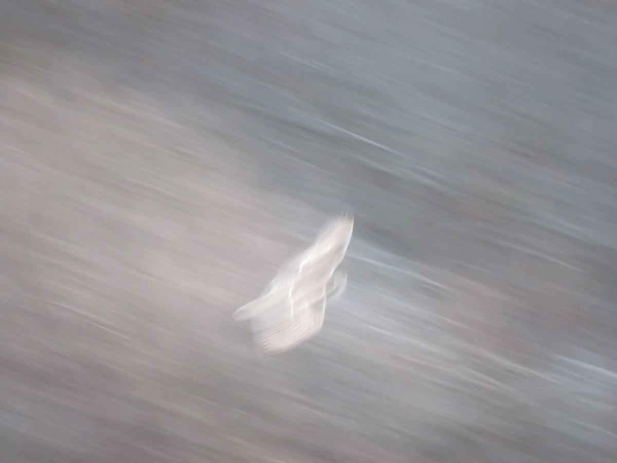 Gufo di palude - ML646648071