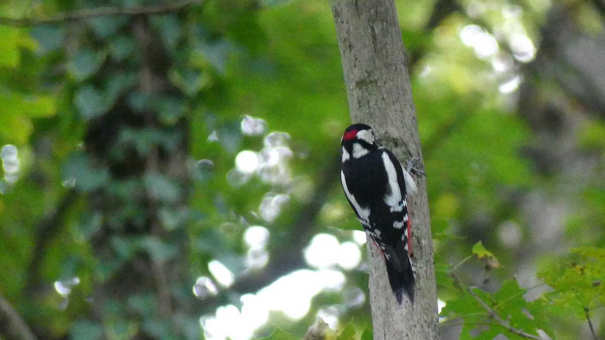 Great Spotted Woodpecker (Great Spotted) - ML646648072