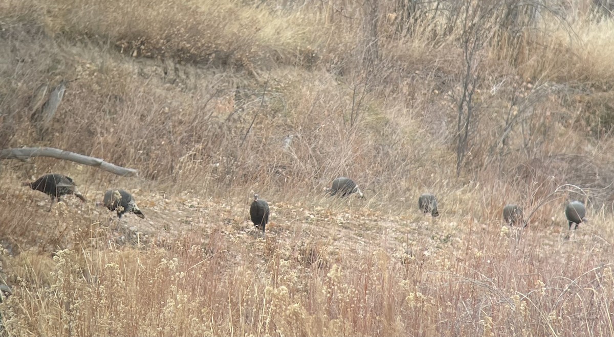 Tacchino selvatico - ML646648079