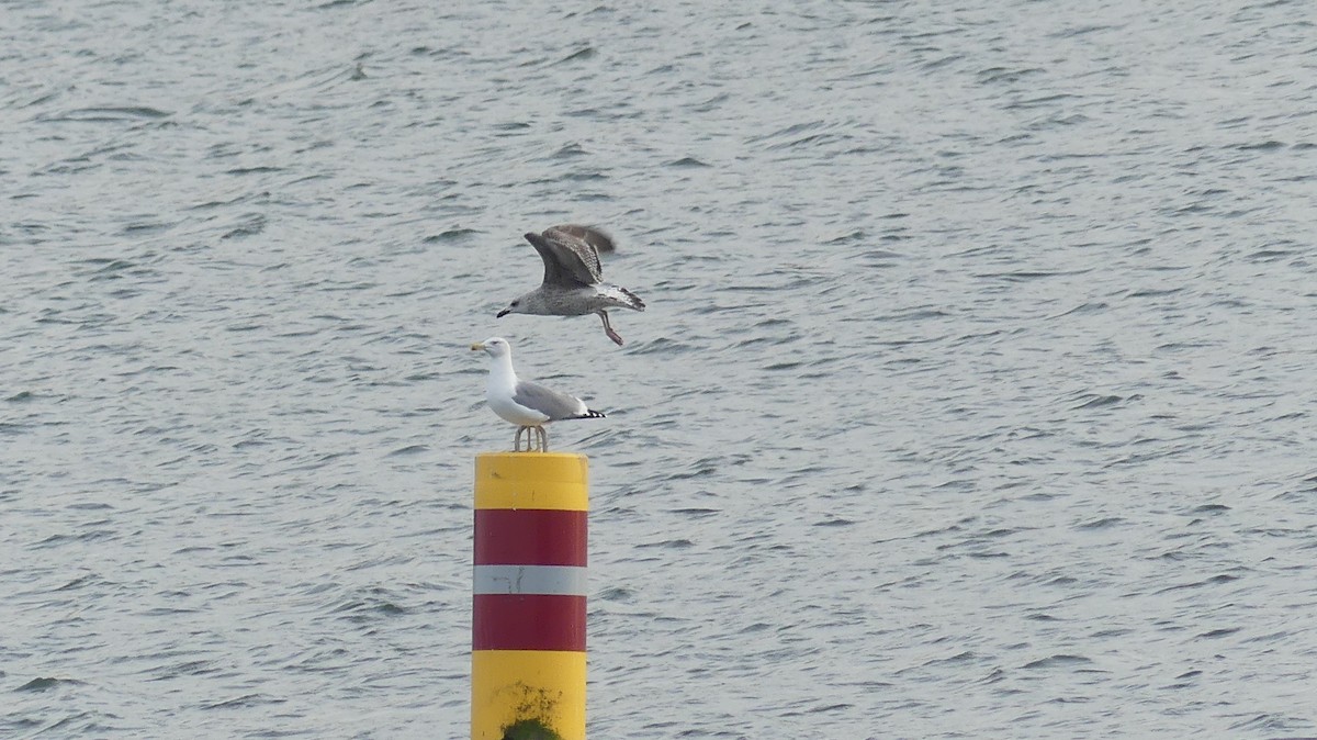 Great Spotted Woodpecker (Great Spotted) - ML646648085