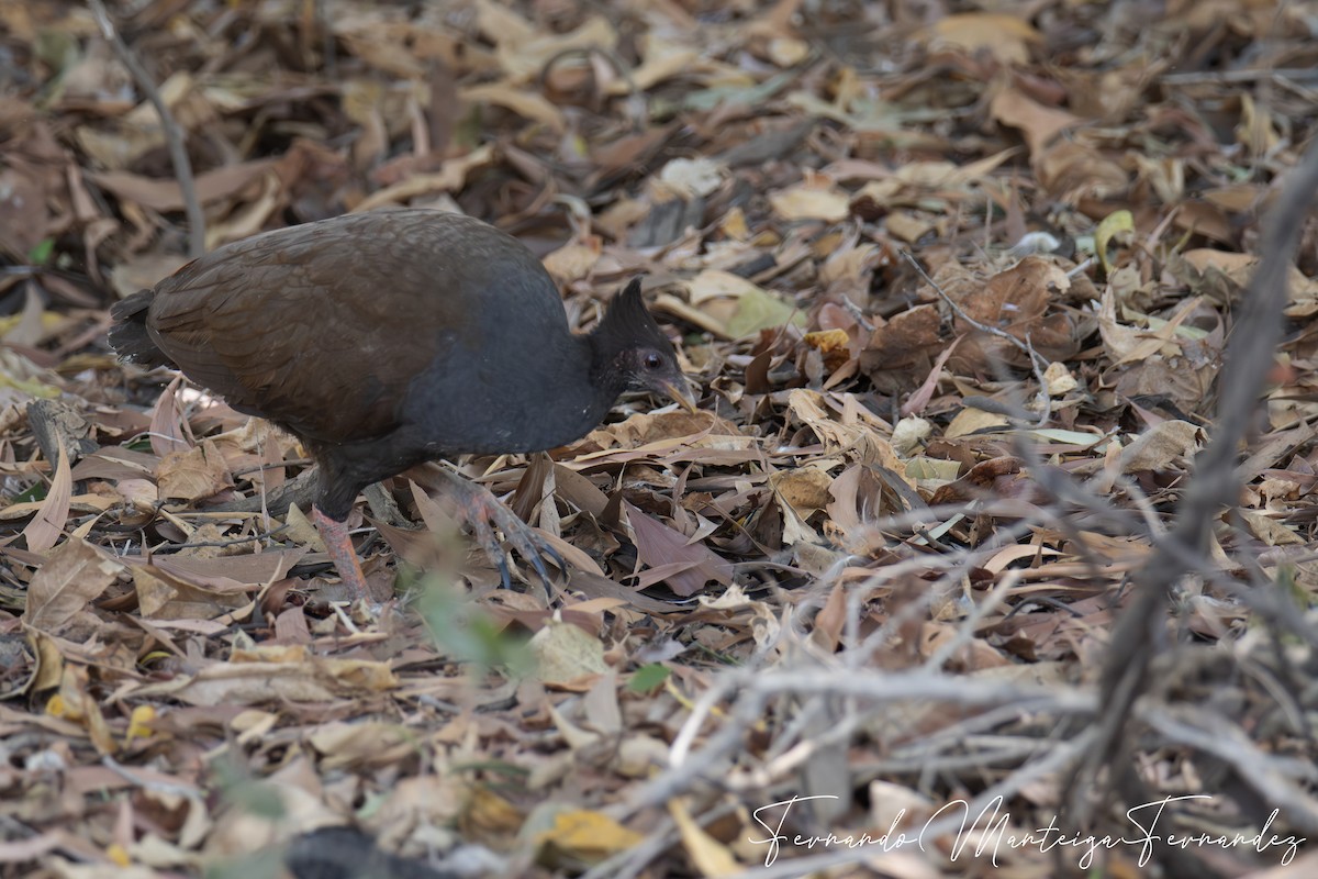 Orange-footed Megapode - ML646648089