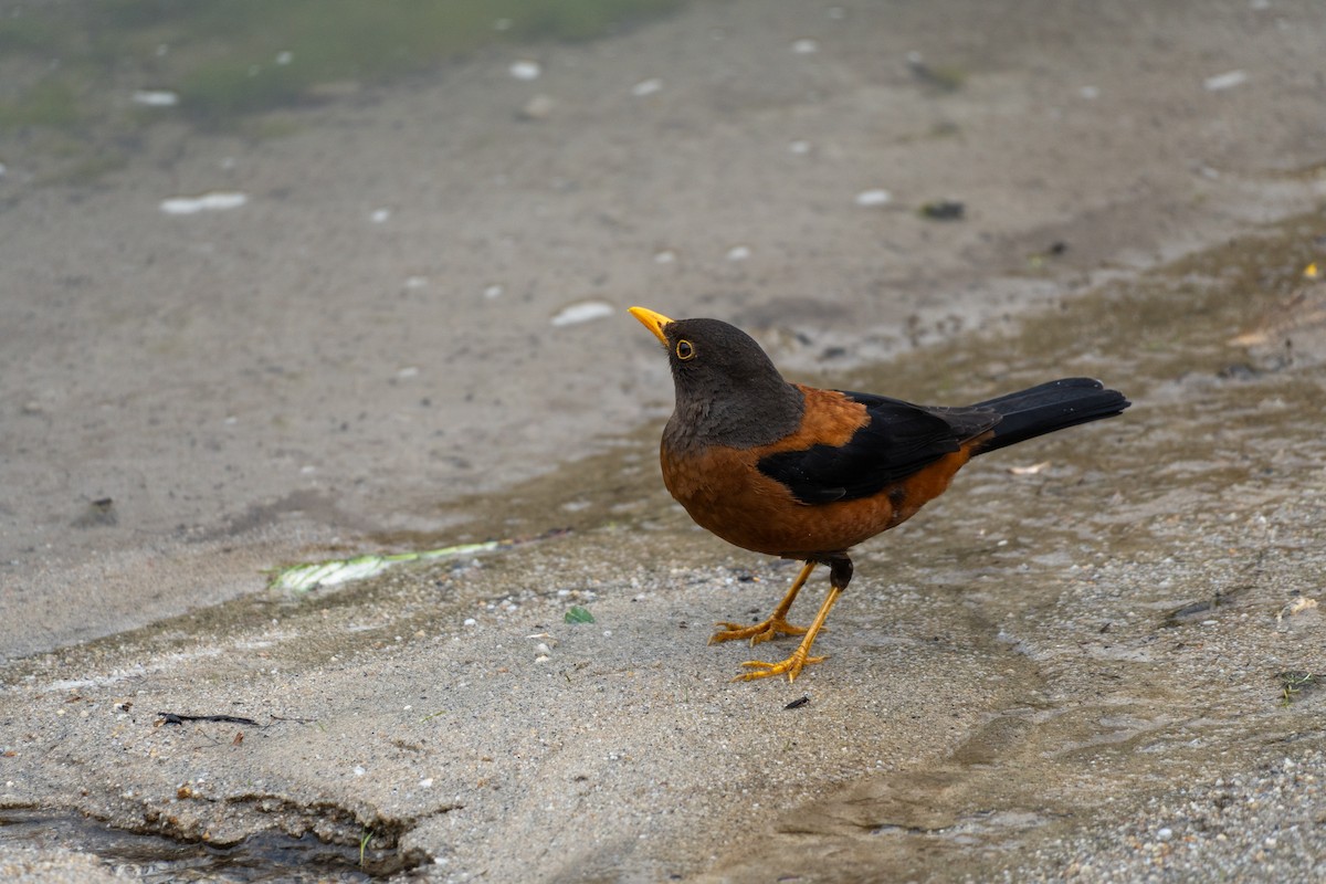 Chestnut Thrush - ML646648092