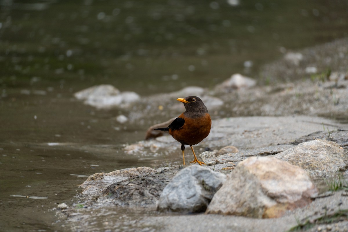 Chestnut Thrush - ML646648093